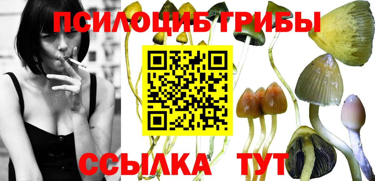 Ахтубинск  купить   Вход с VPN  Галлюциногенные грибы GOLDEN TEACHER 